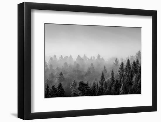Elevated view of trees, Baden-Wurttemberg, Germany-Panoramic Images-Framed Photographic Print