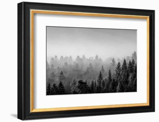 Elevated view of trees, Baden-Wurttemberg, Germany-Panoramic Images-Framed Photographic Print