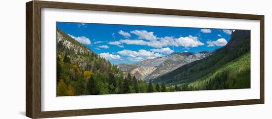 Elevated view of trees on landscape along Country Road 361, Camp Bird Road, San Juan Mountains,...-null-Framed Photographic Print