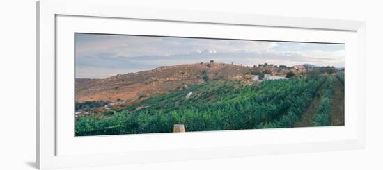 Elevated View of Vineyard at Sunrise, Milagro Farm Vineyards and Winery, Ramona-null-Framed Photographic Print