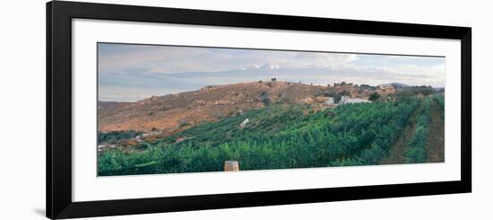 Elevated View of Vineyard at Sunrise, Milagro Farm Vineyards and Winery, Ramona-null-Framed Photographic Print