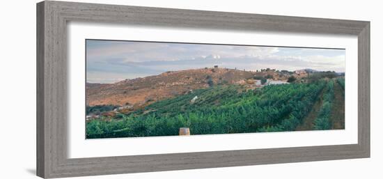 Elevated View of Vineyard at Sunrise, Milagro Farm Vineyards and Winery, Ramona-null-Framed Photographic Print