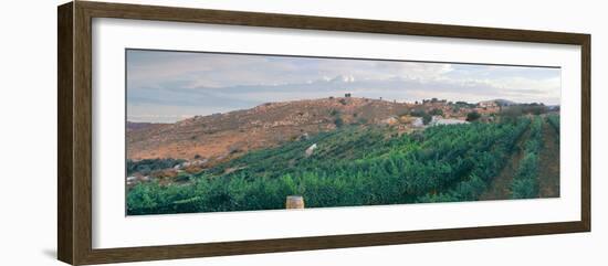 Elevated View of Vineyard at Sunrise, Milagro Farm Vineyards and Winery, Ramona-null-Framed Photographic Print