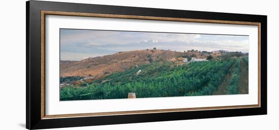 Elevated View of Vineyard at Sunrise, Milagro Farm Vineyards and Winery, Ramona-null-Framed Photographic Print