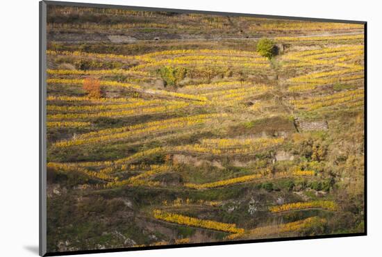 Elevated view of vineyards in autumn, Oberwesel, Rhineland-Palatinate, Germany-null-Mounted Photographic Print