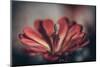 Elevation Bloom-Nathan Larson-Mounted Photographic Print