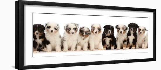 Eleven Miniature American shepherd puppies, aged 7 weeks-Mark Taylor-Framed Photographic Print