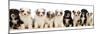 Eleven Miniature American shepherd puppies, aged 7 weeks-Mark Taylor-Mounted Photographic Print