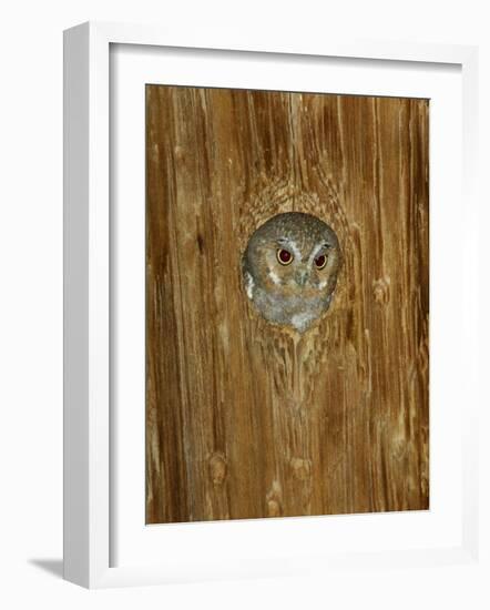 Elf Owl in Nest Hole, Madera Canyon, Arizona, USA-Rolf Nussbaumer-Framed Photographic Print