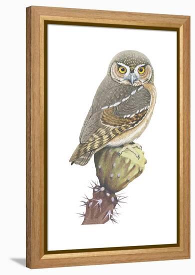 Elf Owl (Micrathene Whitneyi), Birds-Encyclopaedia Britannica-Framed Stretched Canvas