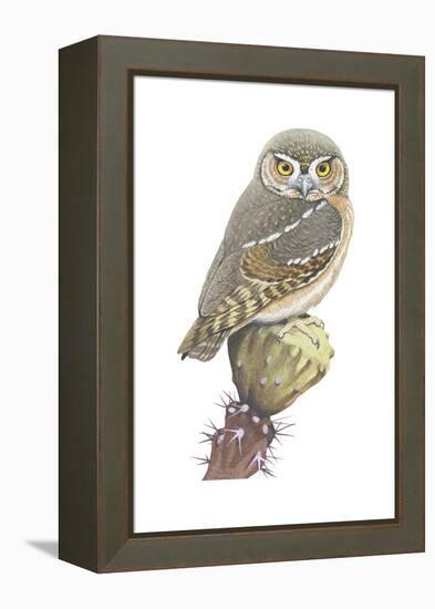 Elf Owl (Micrathene Whitneyi), Birds-Encyclopaedia Britannica-Framed Stretched Canvas