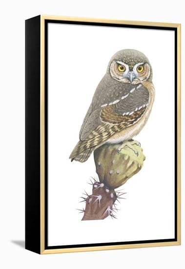 Elf Owl (Micrathene Whitneyi), Birds-Encyclopaedia Britannica-Framed Stretched Canvas