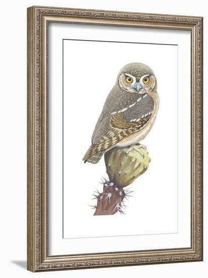 Elf Owl (Micrathene Whitneyi), Birds-Encyclopaedia Britannica-Framed Art Print