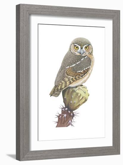 Elf Owl (Micrathene Whitneyi), Birds-Encyclopaedia Britannica-Framed Art Print