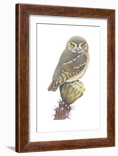 Elf Owl (Micrathene Whitneyi), Birds-Encyclopaedia Britannica-Framed Art Print