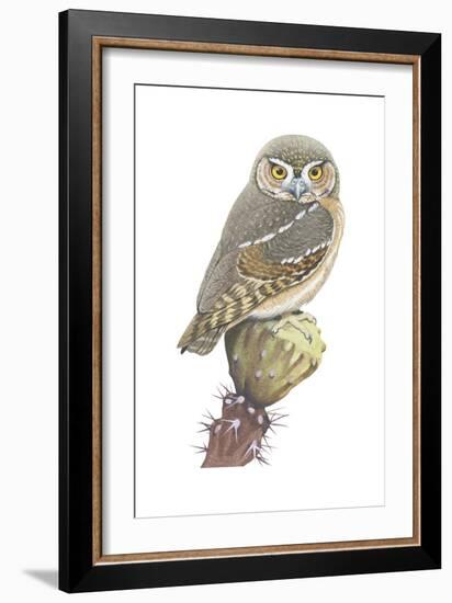 Elf Owl (Micrathene Whitneyi), Birds-Encyclopaedia Britannica-Framed Art Print