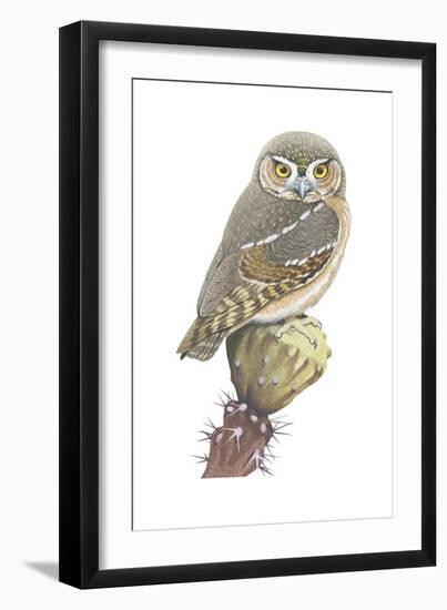 Elf Owl (Micrathene Whitneyi), Birds-Encyclopaedia Britannica-Framed Art Print