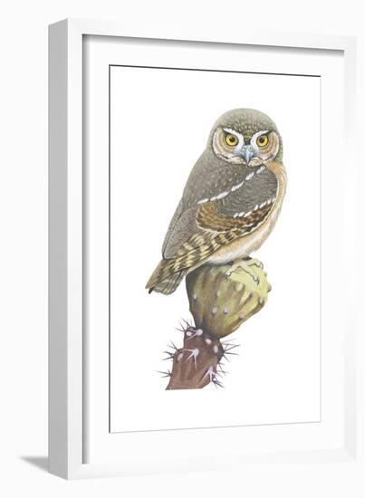 Elf Owl (Micrathene Whitneyi), Birds-Encyclopaedia Britannica-Framed Art Print