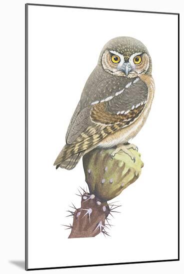 Elf Owl (Micrathene Whitneyi), Birds-Encyclopaedia Britannica-Mounted Art Print
