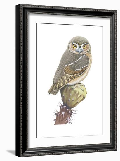 Elf Owl (Micrathene Whitneyi), Birds-Encyclopaedia Britannica-Framed Art Print