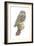 Elf Owl (Micrathene Whitneyi), Birds-Encyclopaedia Britannica-Framed Art Print