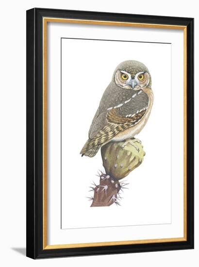 Elf Owl (Micrathene Whitneyi), Birds-Encyclopaedia Britannica-Framed Art Print