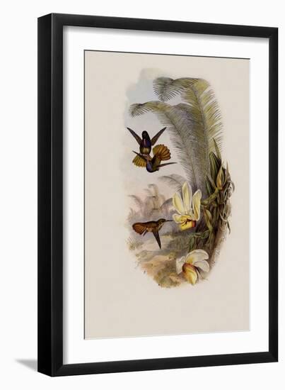 Elicia's Golden-Tail, Chrysuronia Elici?-John Gould-Framed Giclee Print