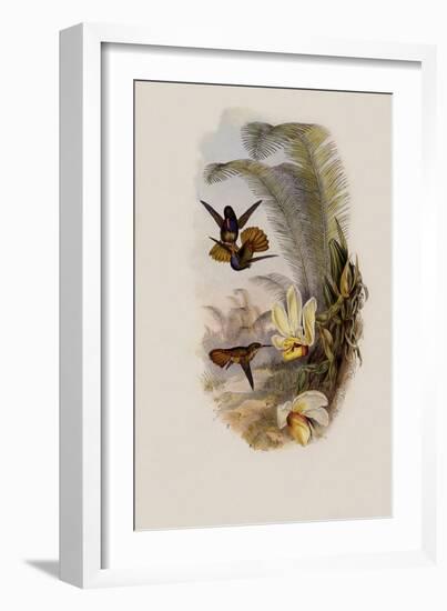 Elicia's Golden-Tail, Chrysuronia Elici?-John Gould-Framed Giclee Print