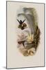 Elicia's Golden-Tail, Chrysuronia Elici?-John Gould-Mounted Giclee Print