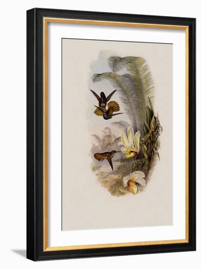 Elicia's Golden-Tail, Chrysuronia Elici?-John Gould-Framed Giclee Print