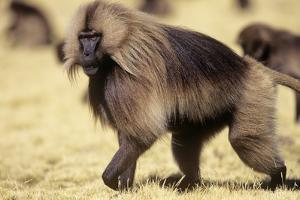 Gelada Baboon (Theropithecus Gelada) Endemic to Ethiopia, Simien National Park, Ethiopia by Elio Della Ferrera