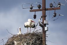 White Stork (Ciconia Ciconia) - Male and Female - Hatching-Elio Della Ferrera-Framed Premier Image Canvas