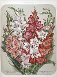 A Bouquet Of Flowers Including Crocuses and Lilies-Elisa Champin-Framed Giclee Print