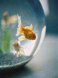 Goldfish in Fish Bowl-Elisa Cicinelli-Framed Premier Image Canvas