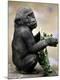 Photographic Print