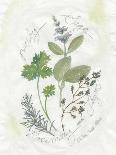 Bay Leaf and Juniper-Elissa Della-piana-Framed Art Print