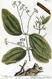 The Almond Tree, Plate 105 from 'A Curious Herbal', Published 1782-Elizabeth Blackwell-Giclee Print