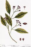 Cannabis Mas and Cannabis Foemina, from 'Herbarium Blackwellianum', 1757-Elizabeth Blackwell-Giclee Print