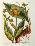 Elecampane, Plate 473 from 'A Curious Herbal', Published 1782-Elizabeth Blackwell-Giclee Print