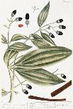 Tarragon, Plate 116 from "A Curious Herbal," Published 1782-Elizabeth Blackwell-Giclee Print