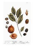 Nutmeg, 1735-Elizabeth Blackwell-Mounted Giclee Print