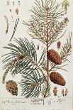Pine Tree, from A Curious Herbal, Published in Nuremburg in 1757-Elizabeth Blackwell-Giclee Print