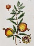 Orange Tree, 1735-Elizabeth Blackwell-Giclee Print