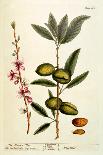 Cooffe Plant, 1735-Elizabeth Blackwell-Mounted Giclee Print