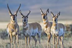 USA, Wyoming, Four Pronghorn Antelope Bucks in Spring-Elizabeth Boehm-Photographic Print