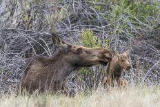 USA, Wyoming, newborn moose calf tries to stand with it's mother nuzzling-Elizabeth Boehm-Photographic Print