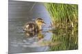 Premium Photographic Print