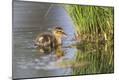 Premium Photographic Print