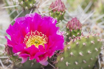 USA, Wyoming, pink prickly pear cactus bloom in the desert. Premium  Photographic Print - Elizabeth Boehm | Art.com