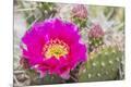 Premium Photographic Print